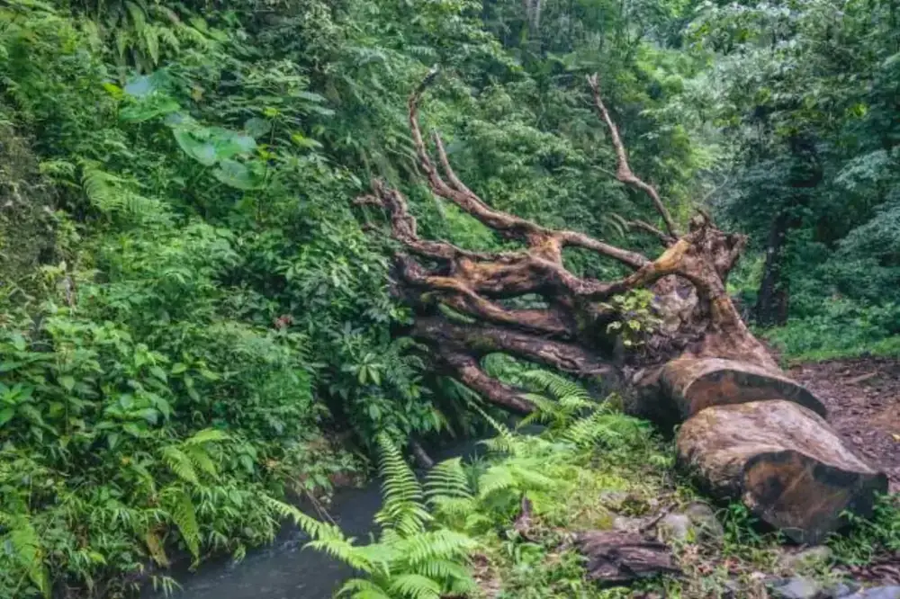 Mtirala Rainforest Experience — photo 1
