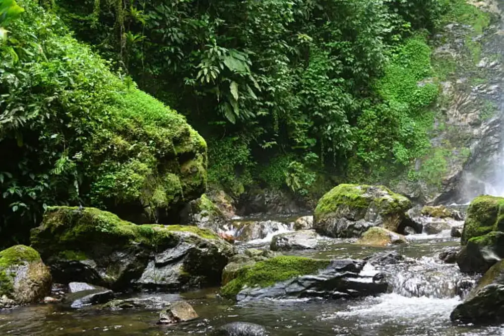 Mtirala Rainforest Experience — photo 2