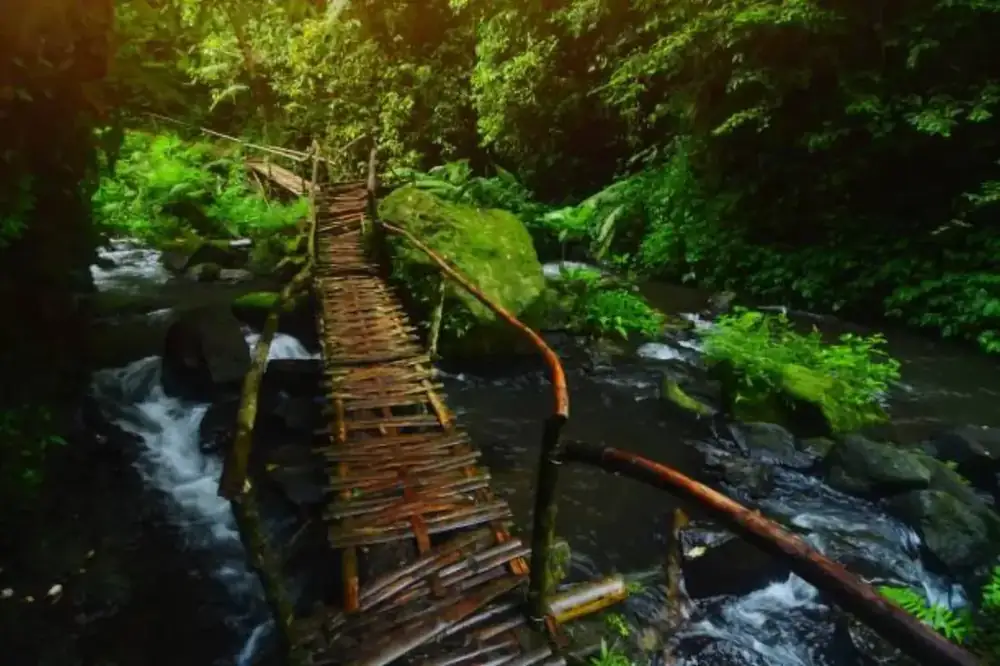Mtirala Rainforest Experience — photo 3