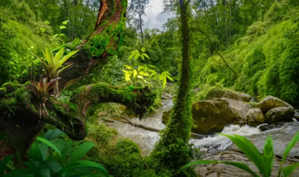 Mtirala Rainforest Experience — photo 4