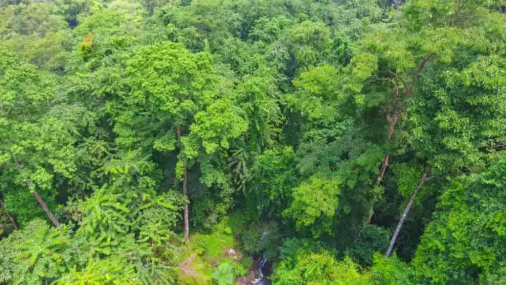 Mtirala Rainforest Experience — photo 5
