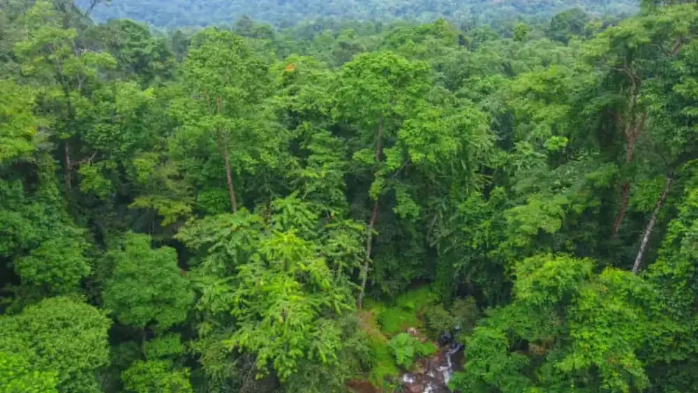 Mtirala Rainforest Experience — photo 6