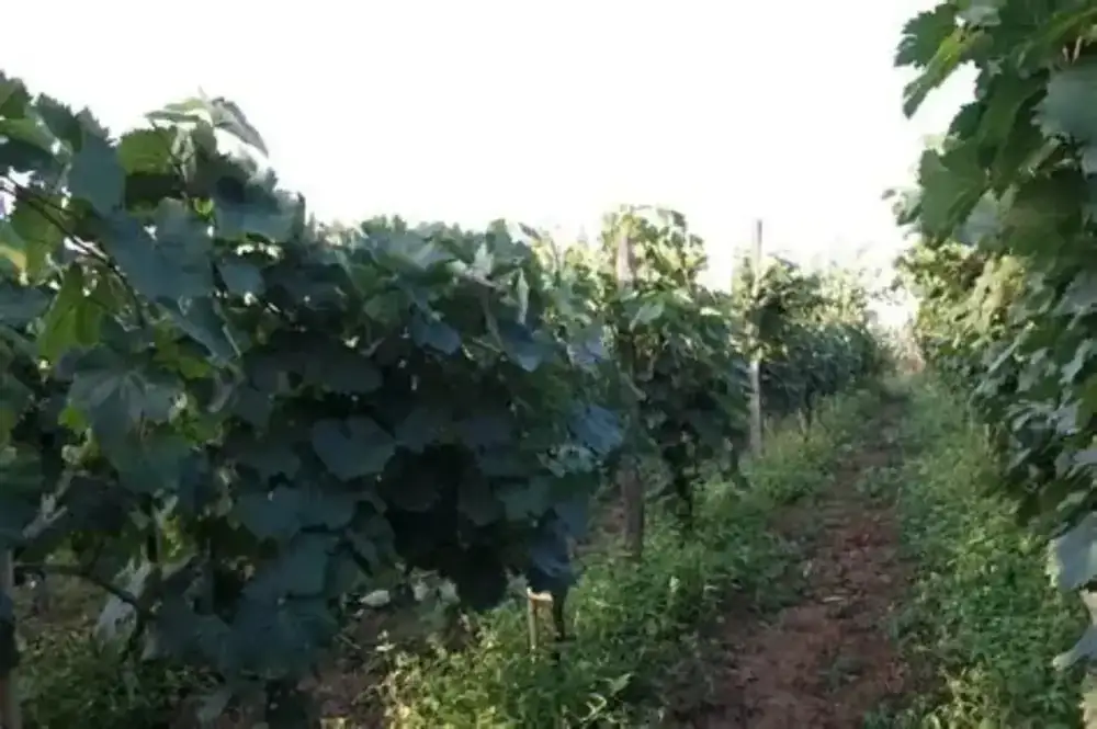 Family vineyards of Imereti, Georgia